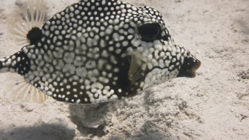 Close up of a tropical fish feeding in the ocean