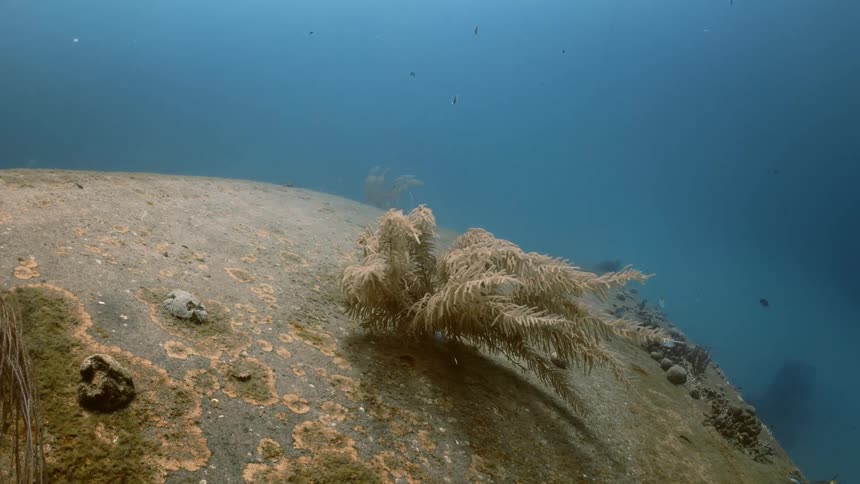 A large rock at the bottom of the sea with reefs and corals