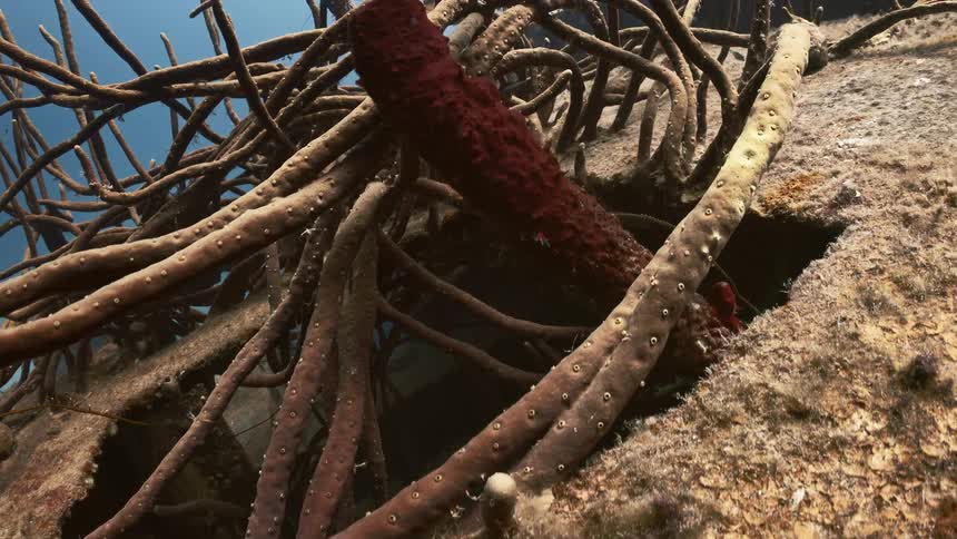 A rusty vessel at the bottom of the ocean