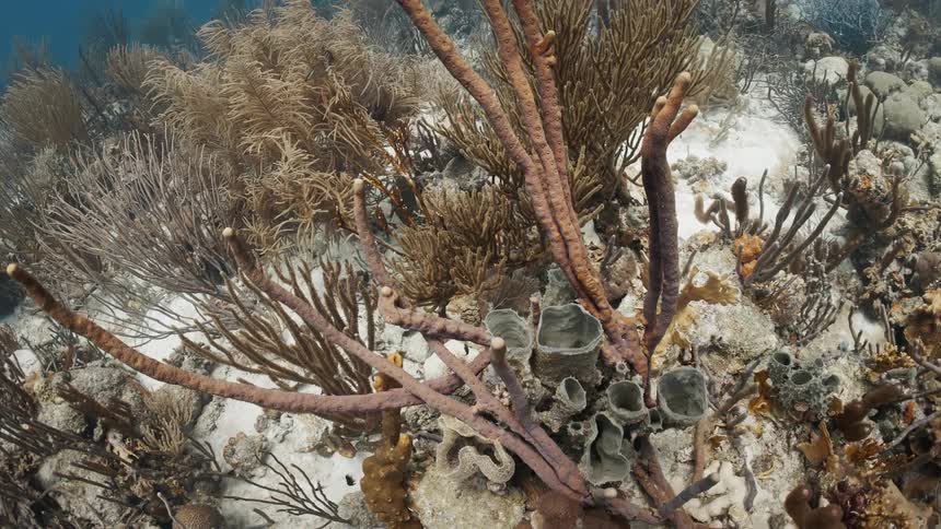 Coral and reef on the ocean floor