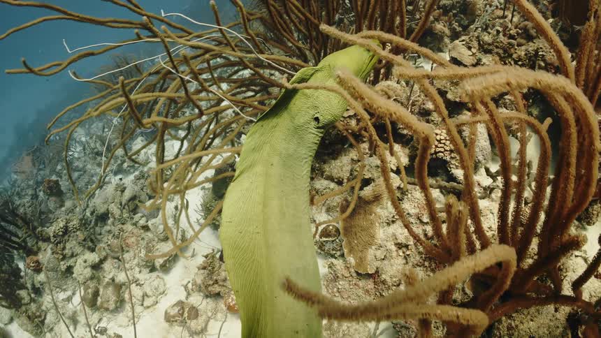 A green sea fish under the sea