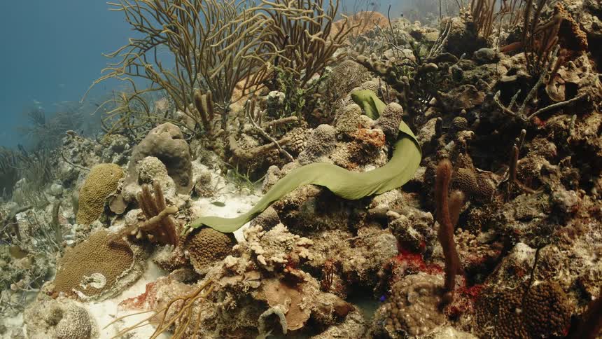 Green eel swims over a coral reef