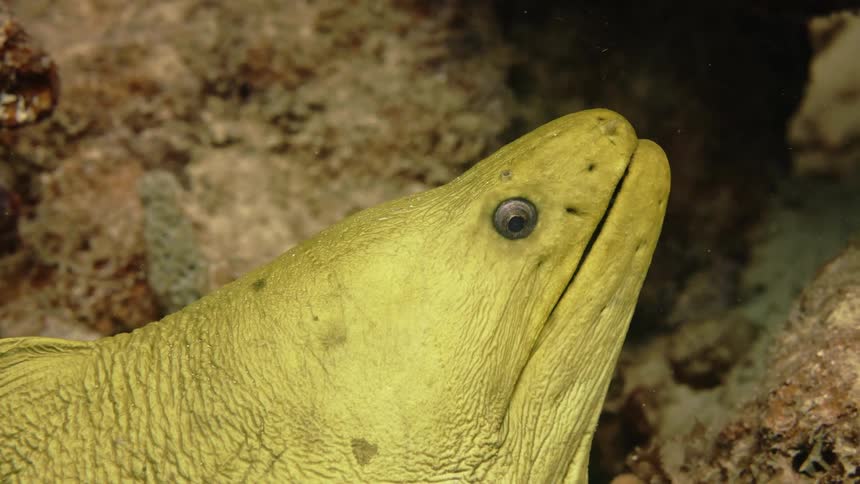 A close up clip of a yellow fish under water
