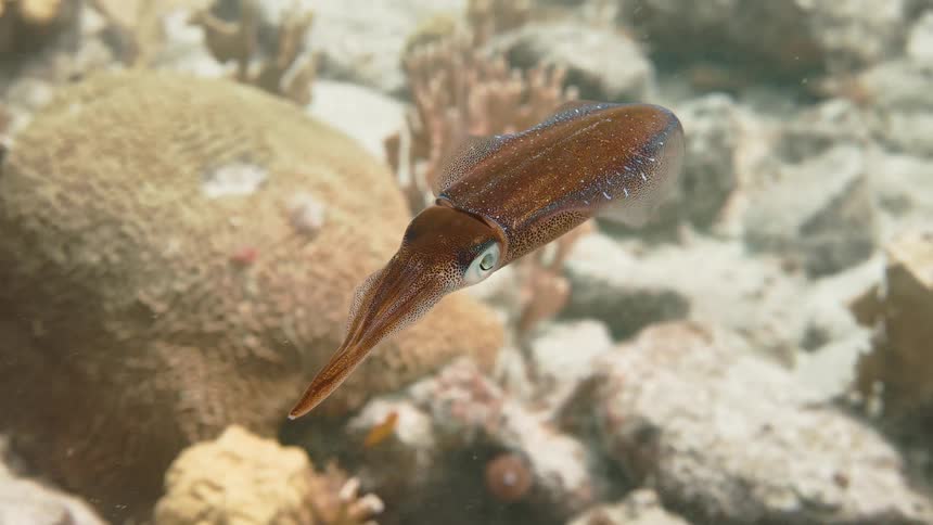 Squid swimming in the middle of the sea