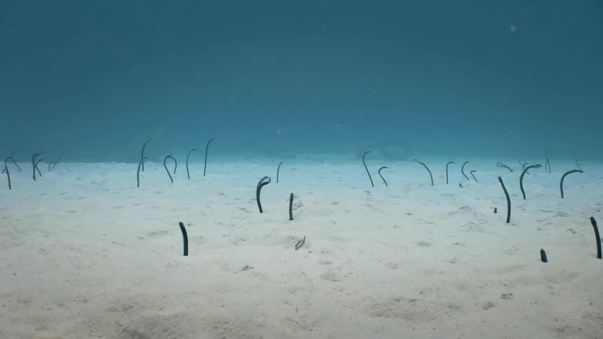 Seabed with eels and fish