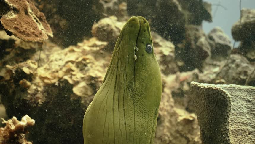 Green fish opening and closing its mouth