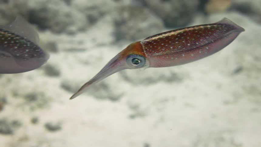Tropical squids swimming on a coral reef