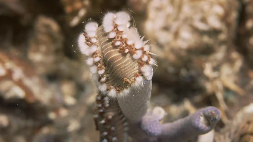 Seaweed at the bottom of the ocean