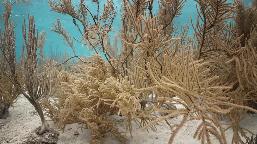 Aquatic plants and corals wave in the ocean current