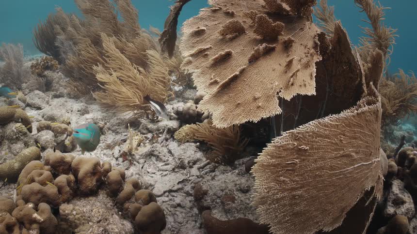 Under the ocean fish swim around the coral reef