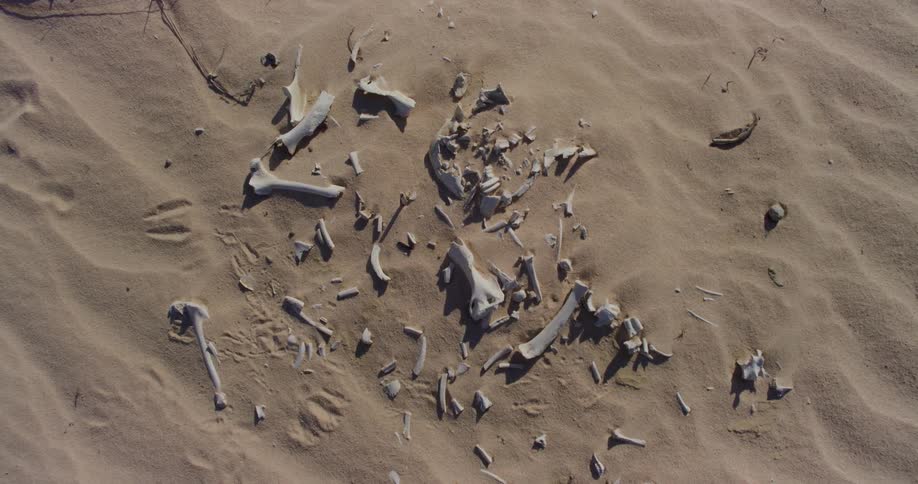 A clip of archaeological bones on the floor