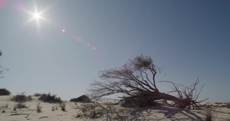 A clip of a fallen tree in the desert