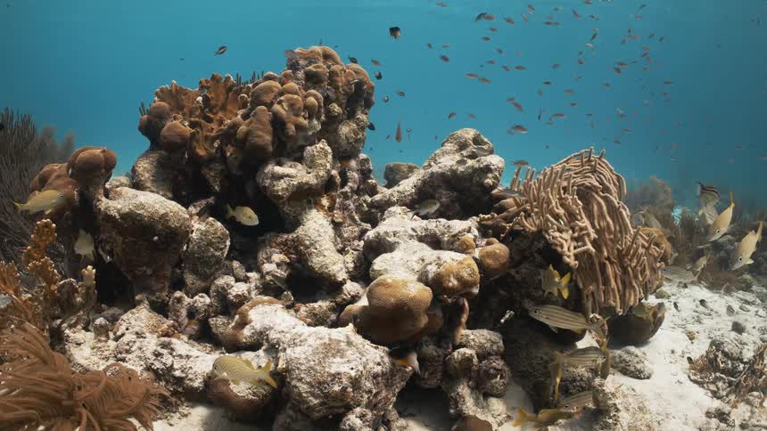 Fish amid a reef and corals in the sea