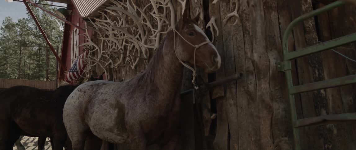 Horse tied to the side of a barn