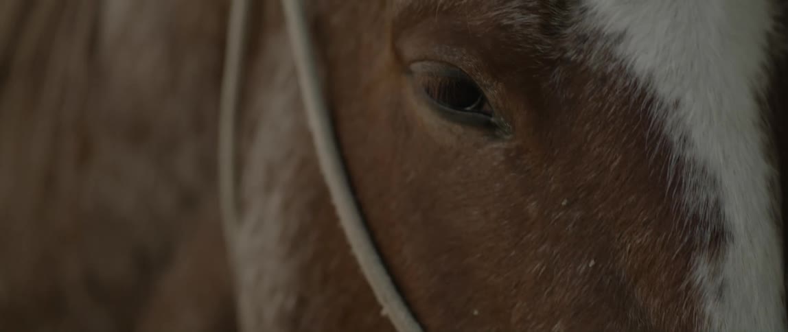 Close up of the head of a horse wearing reins