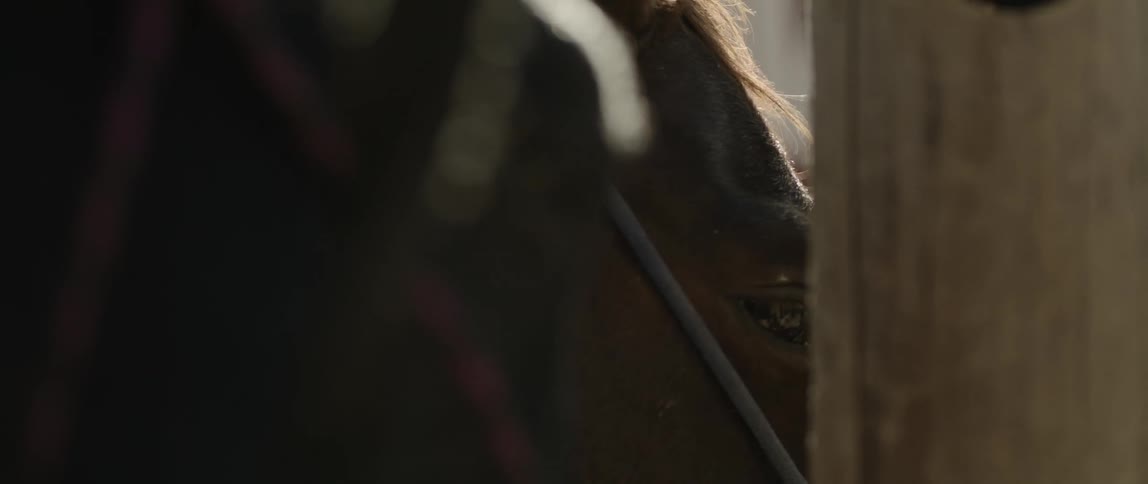 Closeup on the eyes of a horse