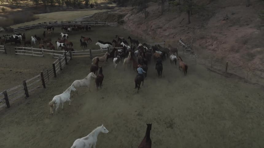 The horses are being corralled together