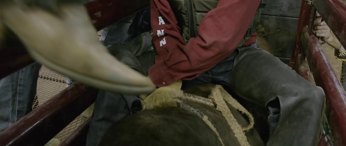 Bull rider adjusting his strap preparing for ride