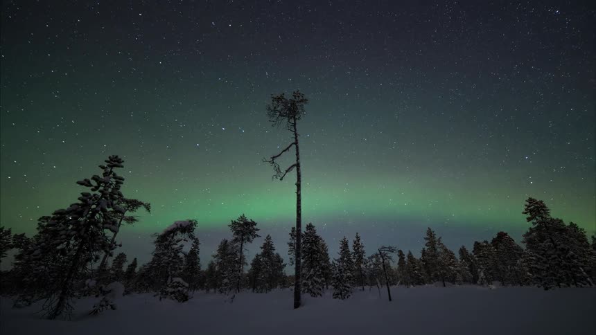 A green flare and shooting star is in the night sky behind this snowy pine forest
