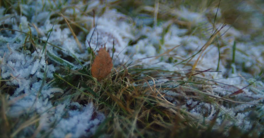 The grass is covered with frost