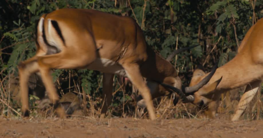 Two impalas fighting with their horns