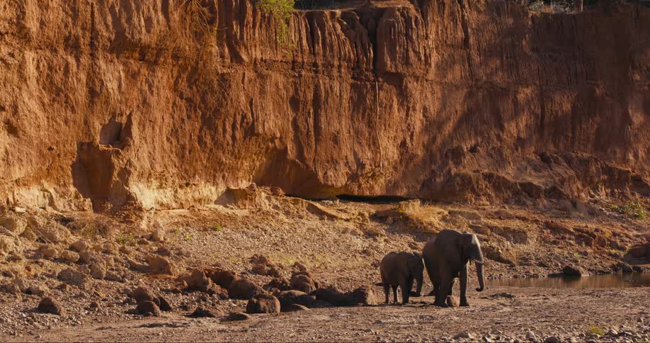A family of elephants near the river in the savanna