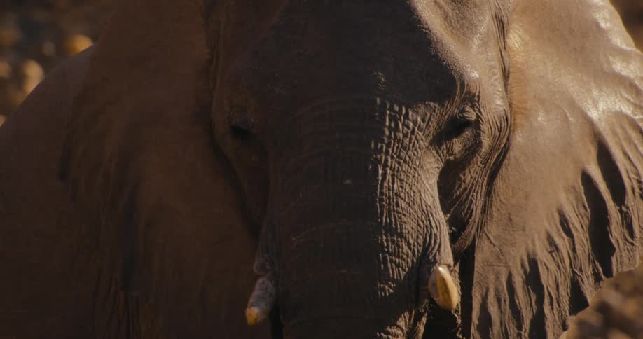 A close up of an elephant with tusks on a sunny day