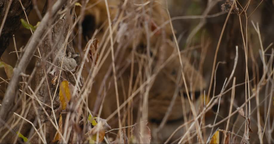 A lion lying in the forest during the day