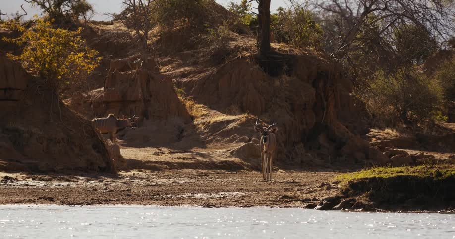 Two greater kudus close to the river bank