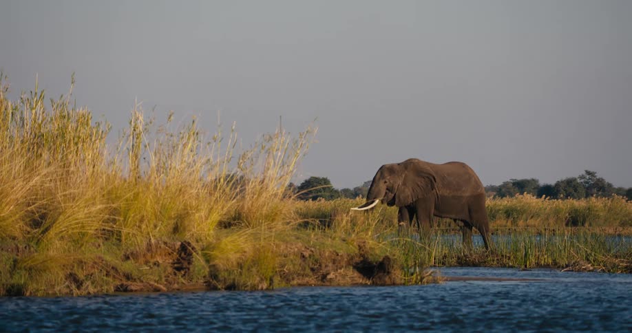 Elephant by the edge of a lake in the midst of the jungle