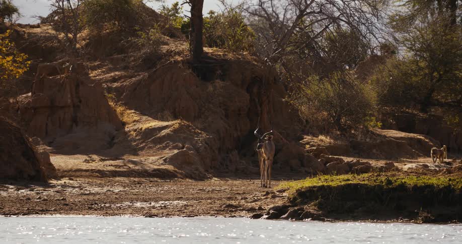 A greater kudu stands in the sun between a dirt mound cliff and a river while a baboon gets a drink in the background