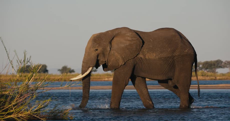 Elephant wading in a shallow river on a sunny day