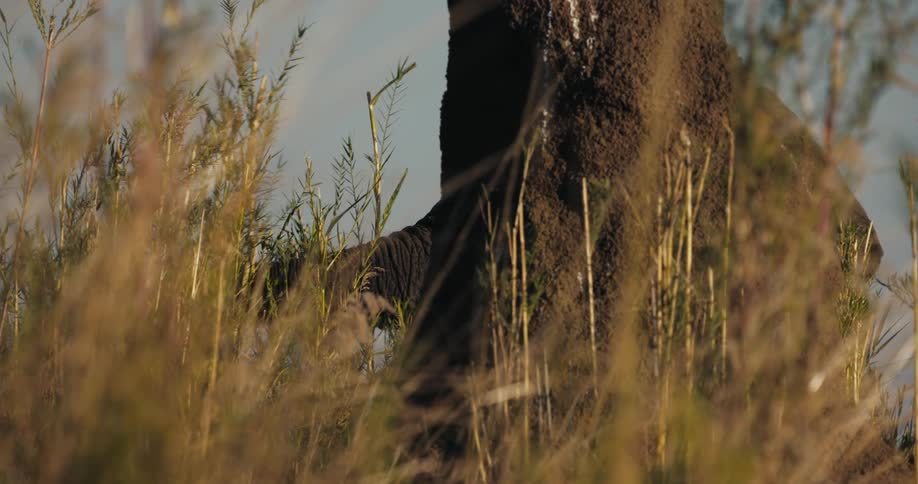 Tall brown grass is pushed around by an elephants trunk that sticks out from behind a large dirt mound shaped like a tall rock at sunset