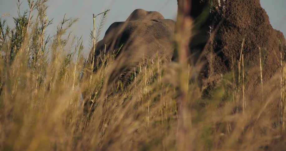 An elephant in a meadow standing in front of a tree trunk