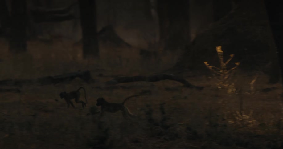 Several monkeys running through huge trees