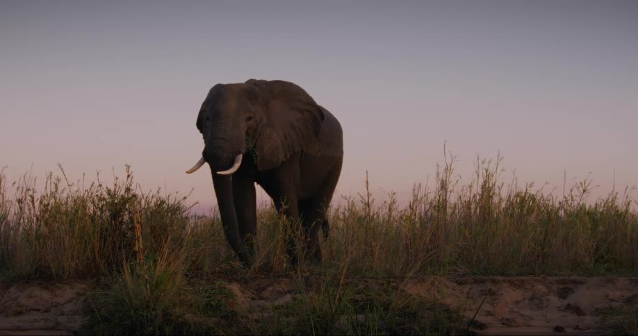 Elephant feeding in the jungle