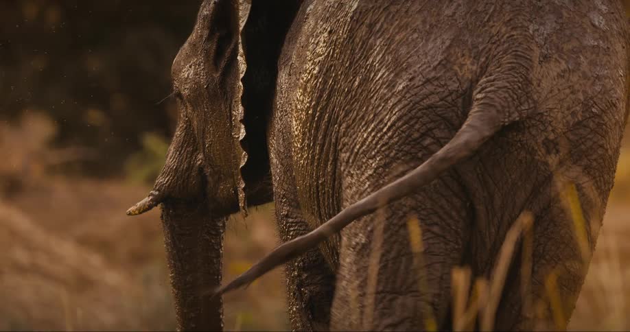 Elephant covered in mud walking in some grass
