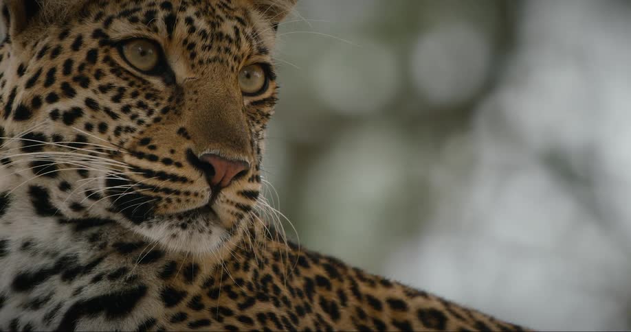 Closeup on the face of a leopard