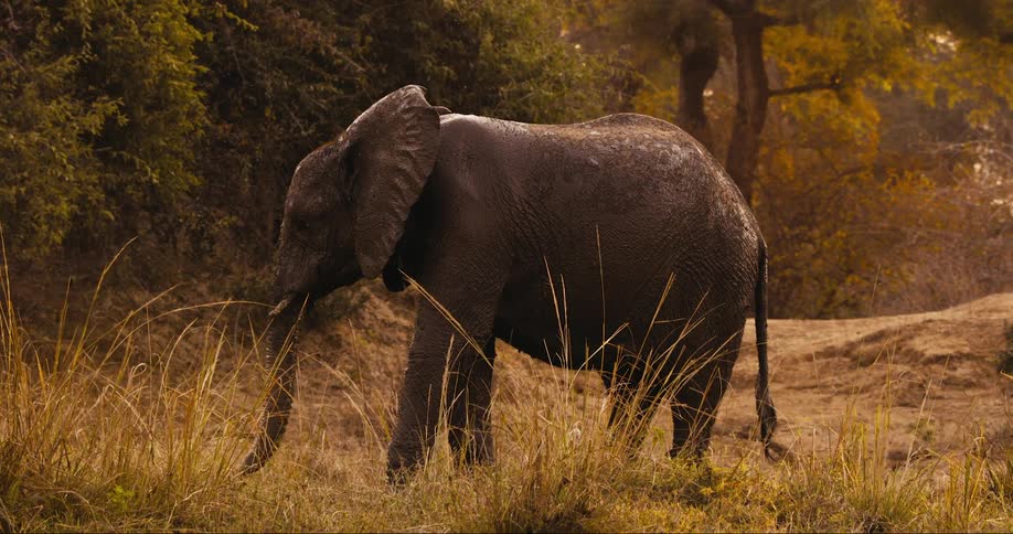 A mudstained elephant walking in the forest