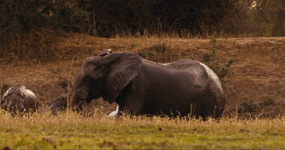 Elephant with her cubs in mud in the jungle