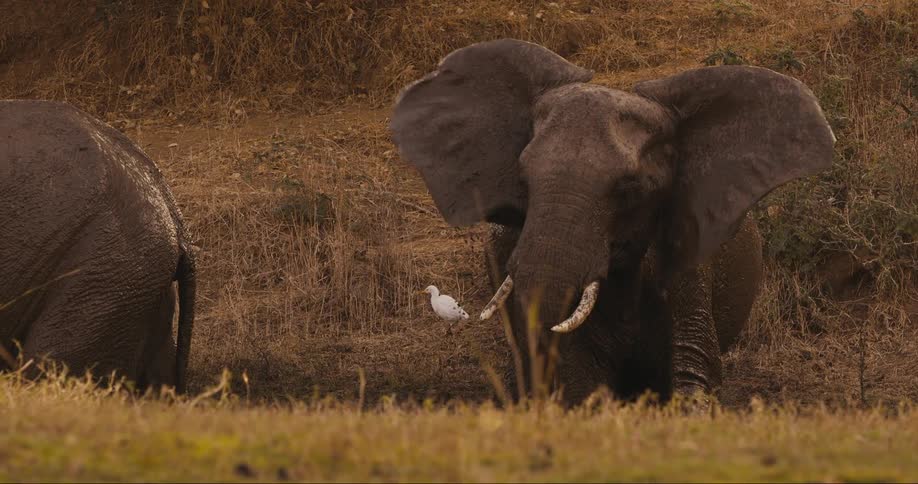 White bird amidst two elephants in the jungle