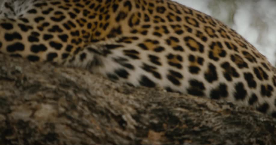 Leopard lying among the trees