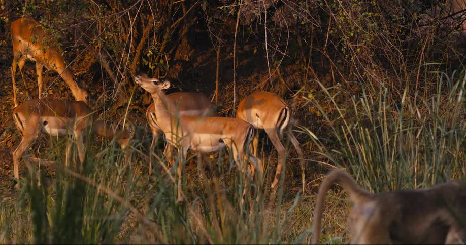 Impalas in nature feeding