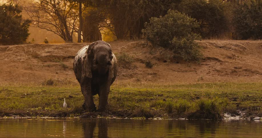 Elephant by the river drinking water with a late afternoon sky