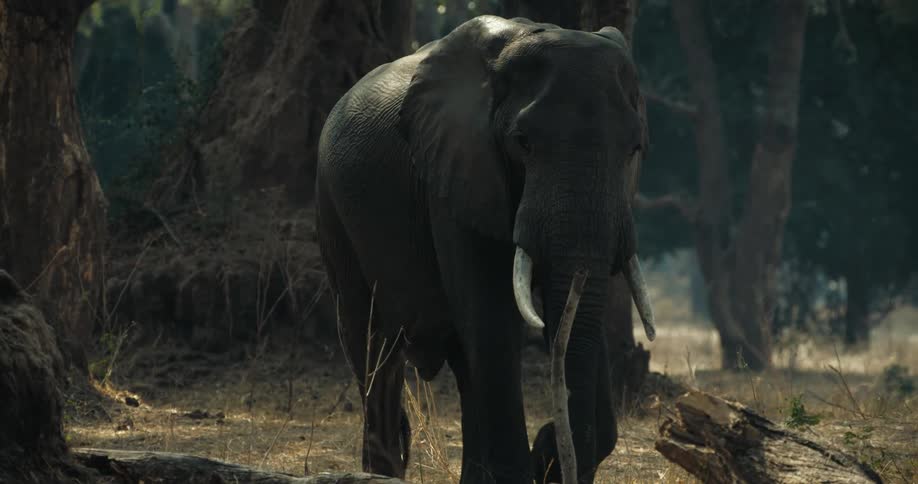 An elephant walks with its trunk low to the ground