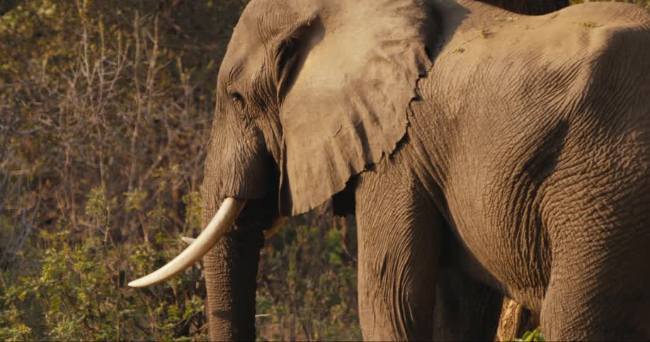 An elephant with huge tusks