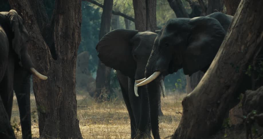 Three elephants among the trees in the jungle