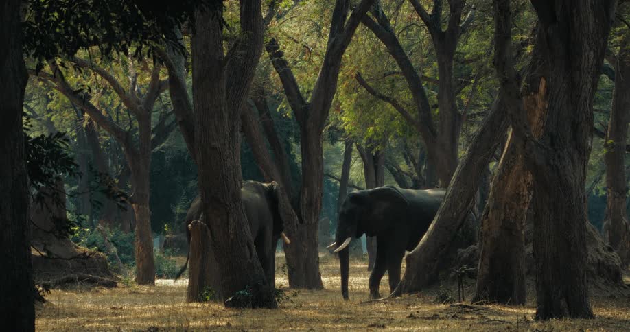 Two elephants facing each other amid the trees in nature