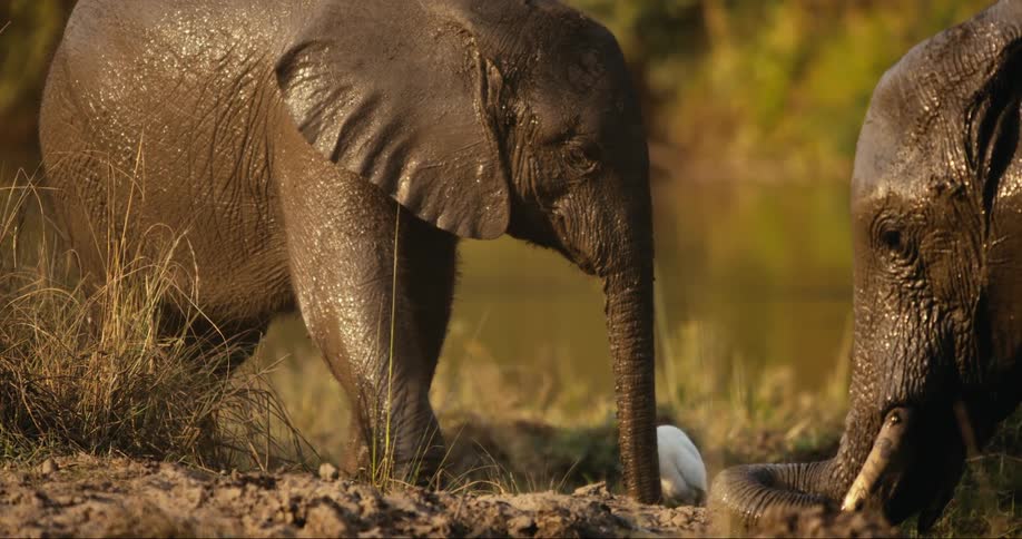 A baby elephant covered in muddy water walks towards another elephant next to a body of water