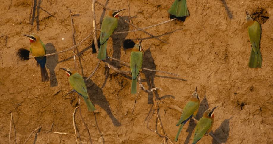 Bluecheeked Bee‐Eaters perching on branches
